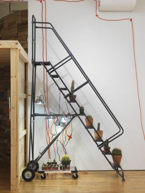 Phoebe Washburn
My Rubies and My Diamonds, 2024
Rolling ladder, cactuses, aquarium, dolly, clamp lights, clamps, extensions chords
Dimensions vary