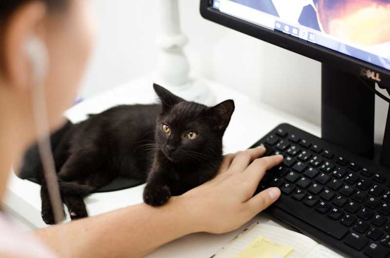 Black Cat