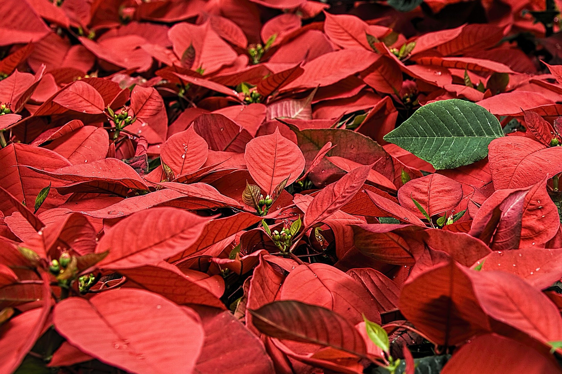 group of red poinsettia flowers