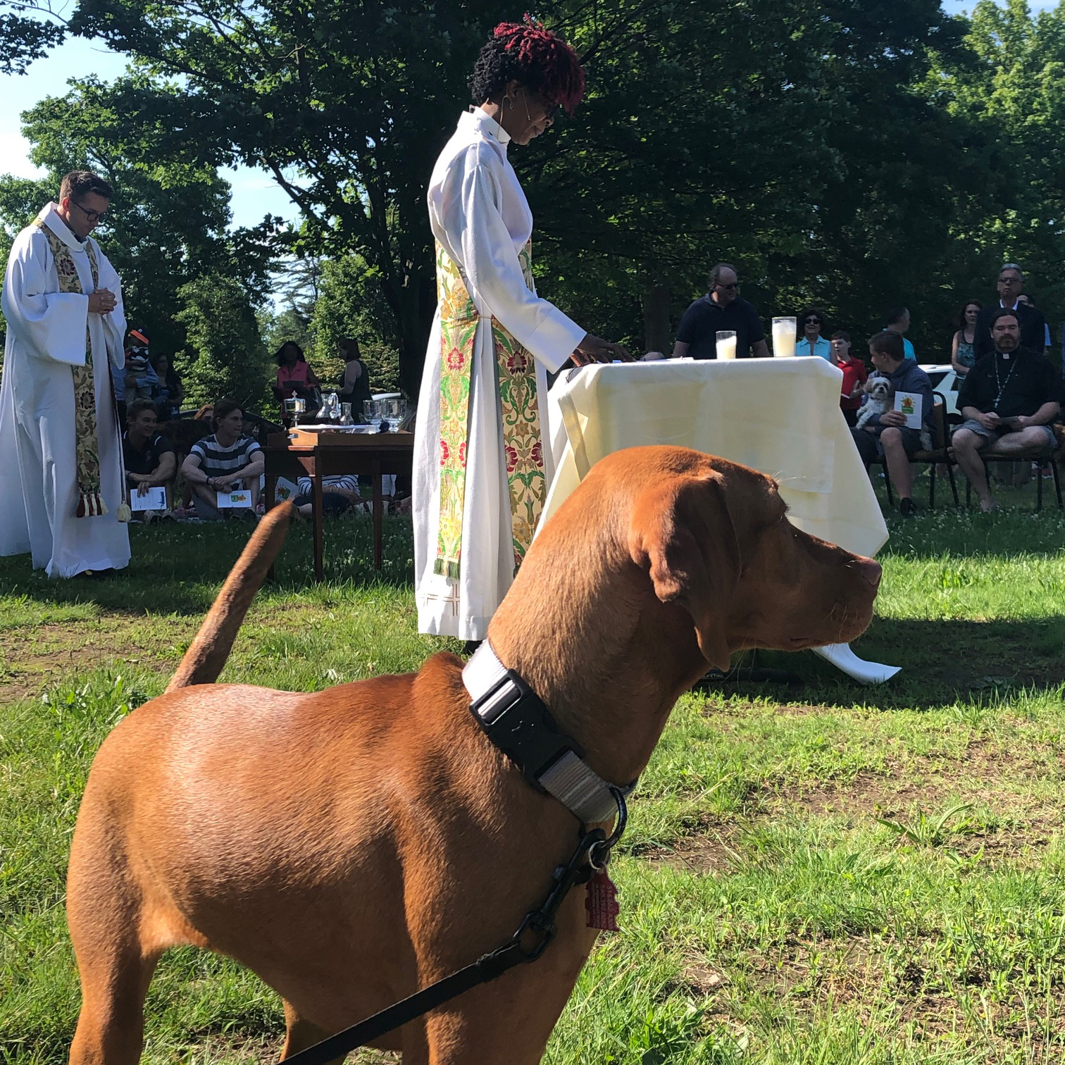 Dog at outdoor neighborhood Mass