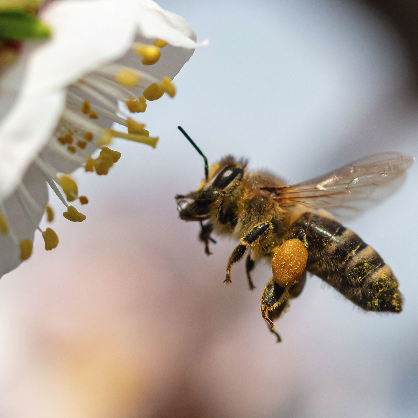 NaturaSi Salviamo api e agricoltori