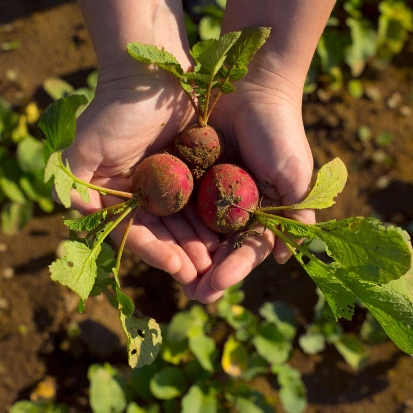 NaturaSi-Frutta-Verdura-Stagionale-Ravanello