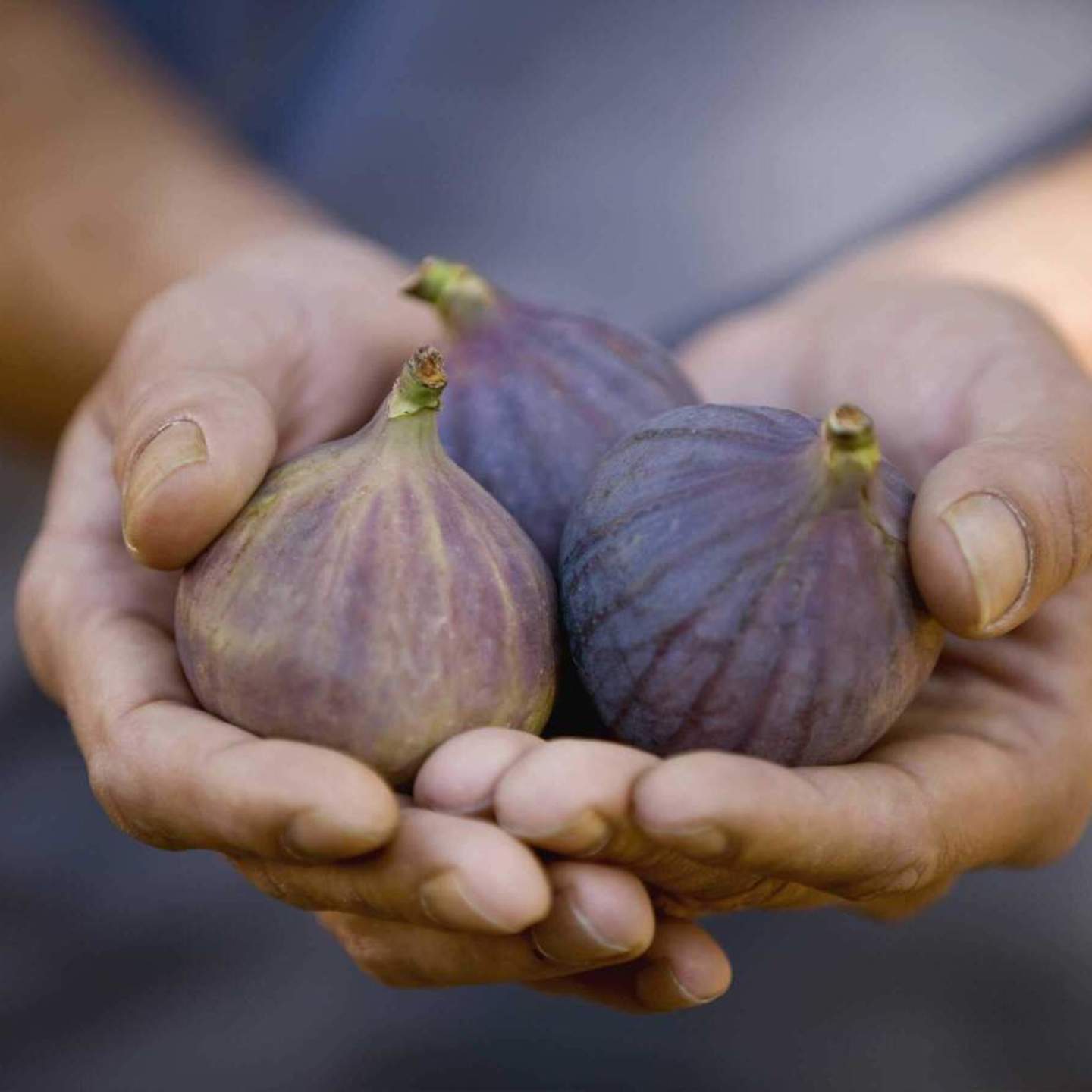 NaturaSi-Frutta-Verdura-Stagionale-Fico