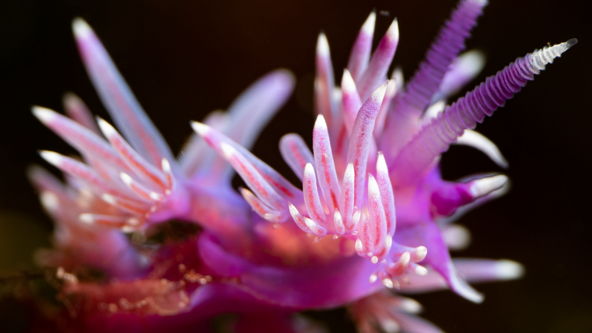 hosted-portals-bg Mediterranean violet aeolid <em>Flabellina affinis</em> (Gmelin, 1791), Observed in Spain. Photo 2021 Adrie Rolloos via <a href="https://www.gbif.org/occurrence/3456567333">iNaturalist Research-grade Observations</a>, licensed under <a href="http://creativecommons.org/licenses/by-nc/4.0/">CC BY-NC 4.0</a>.