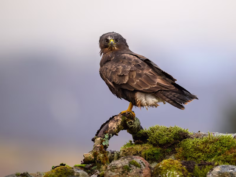 Project Common Buzzard - How I planned these photos