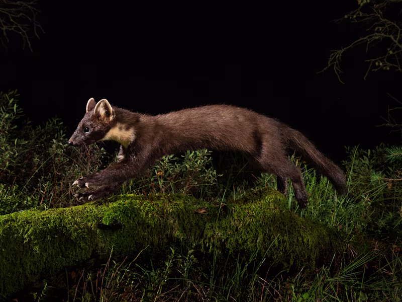Camera trapping the pine marten