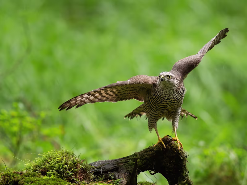 Getting close to the sparrowhawks