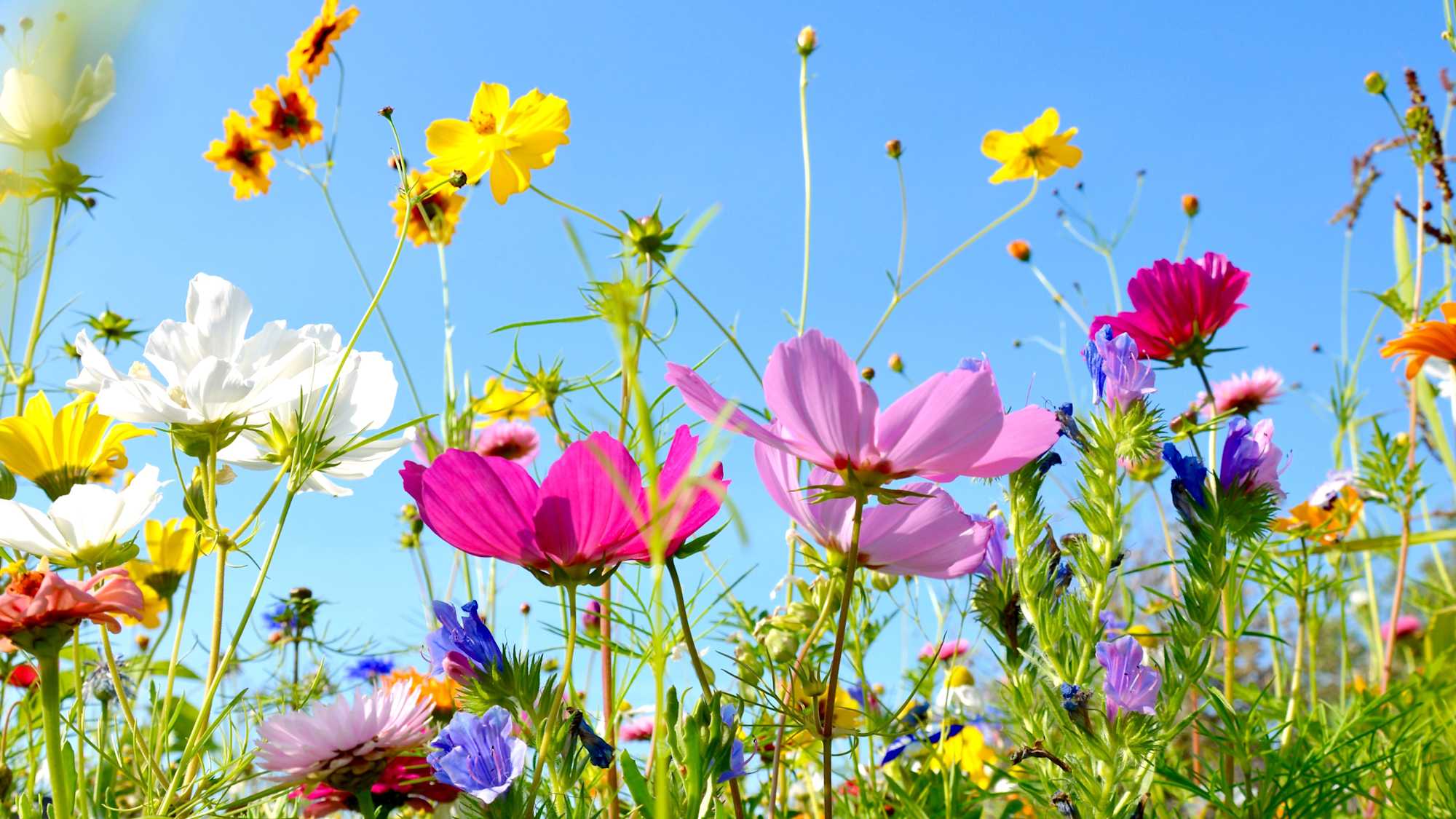 Blumenwiese