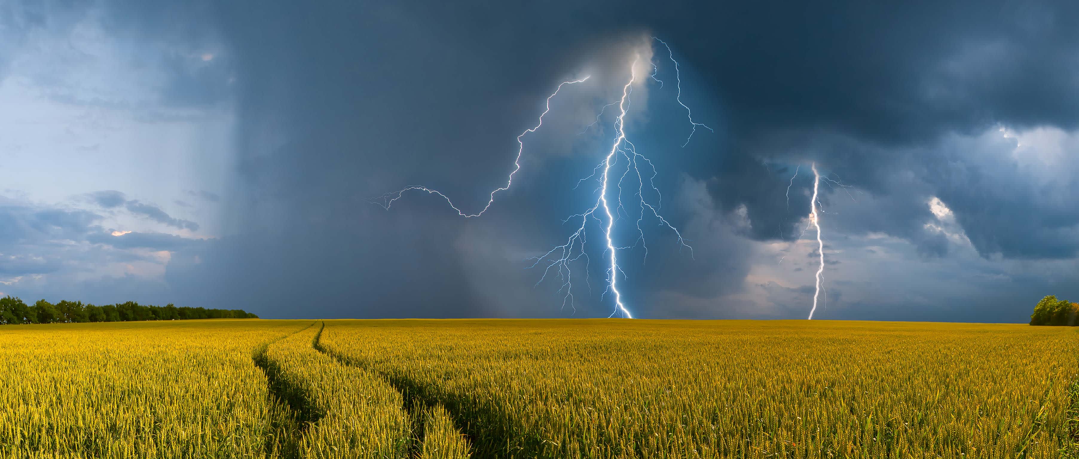 Dunkle Wolken und Gewitter mit Blitzen über Kornfeld