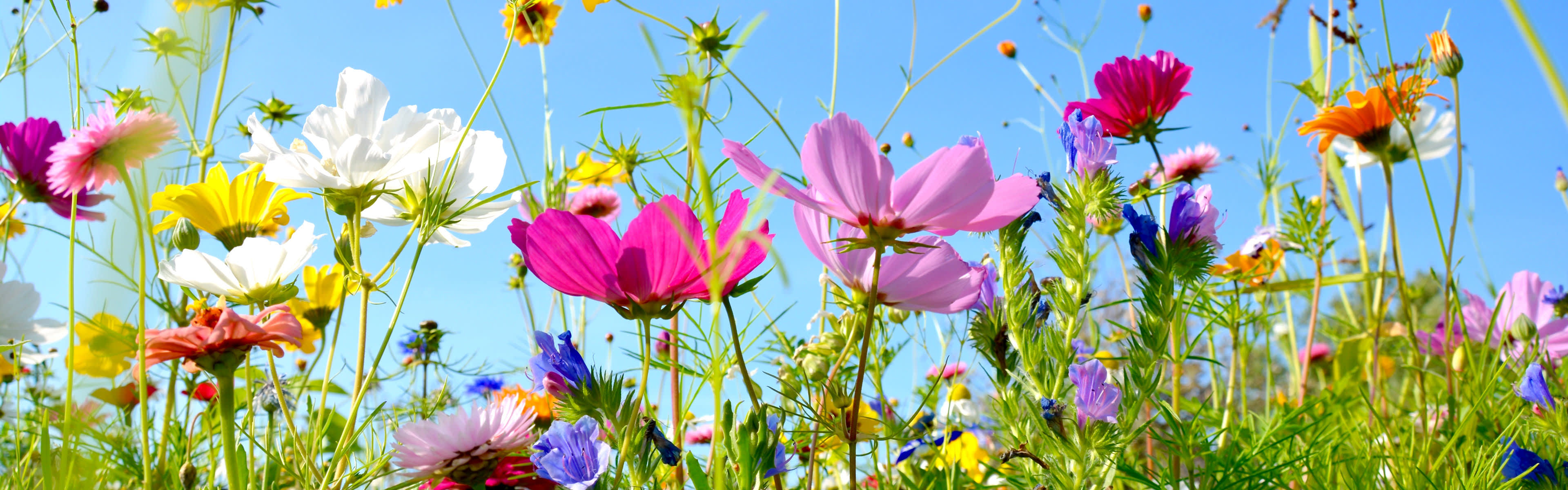 Bienenweide mit bunten Blumen