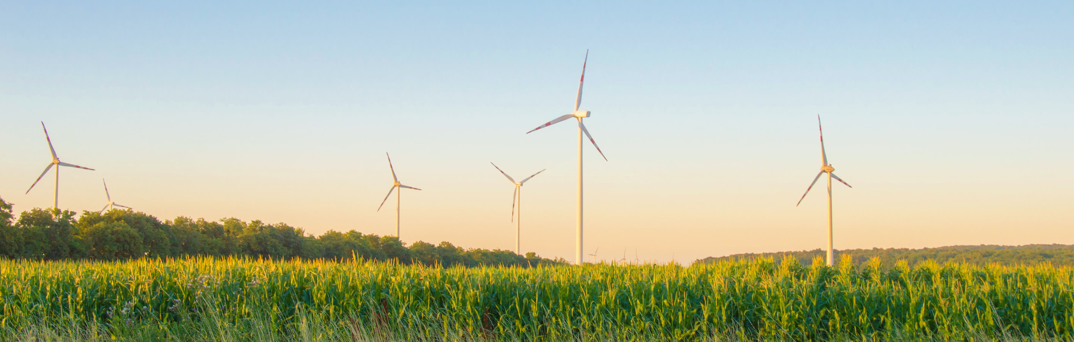 Maisfeld mit Windrädern im Hintergrund