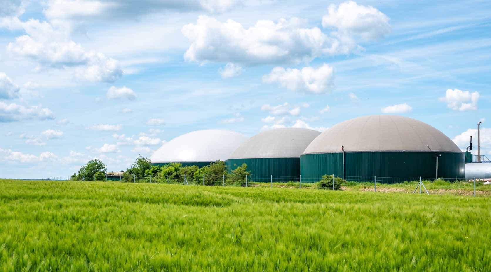 Grünes Getreidefeld vor einer Biogasanlage