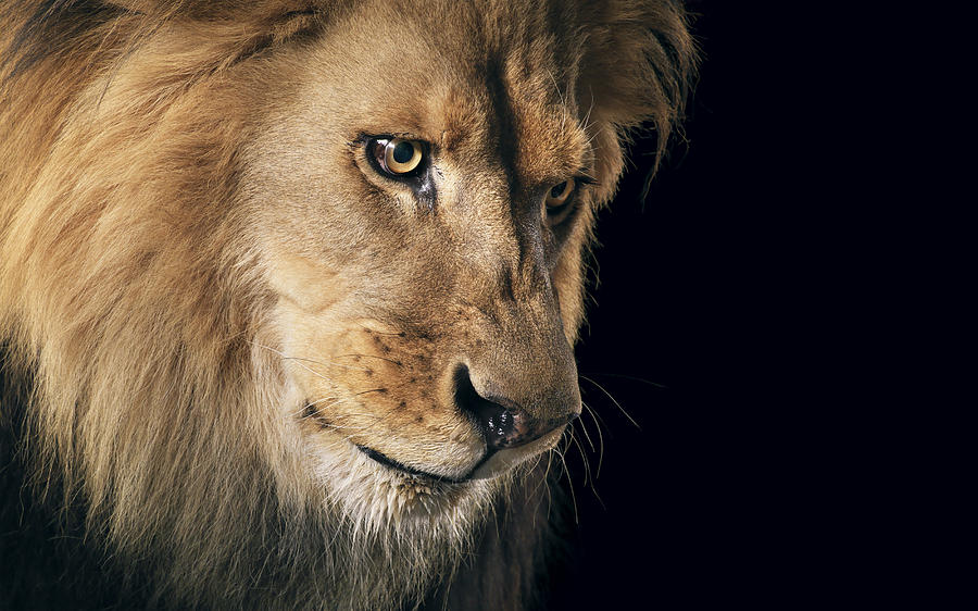 lion-portrait-tim-flach