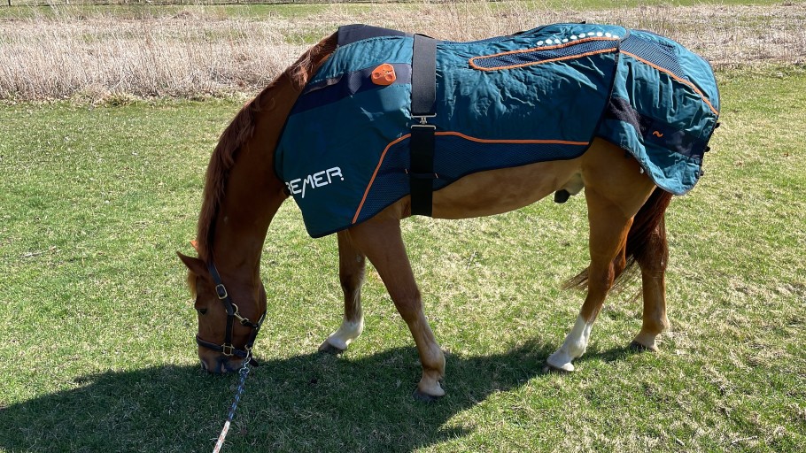 A chestnut horse grazing while wearing a Bemer blanket for PEMF therapy. 