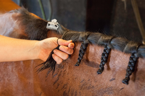 Starting button braids by parting and braiding sections of the horse's mane.