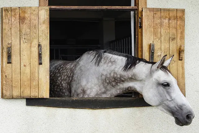 Dapple grey horse peaking his head out of stall window.