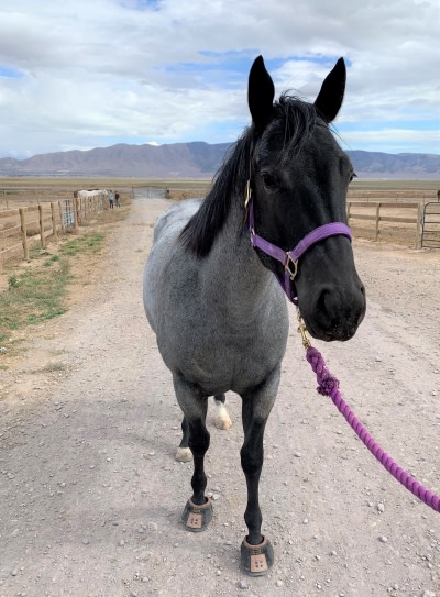 Blue Roan Quarter Horse with black face and black leg markings in purple halter wearing Easy Boots.