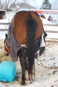 full moon ripped horse blanket