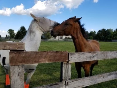 A grey and a bay horse meeting for the first time.