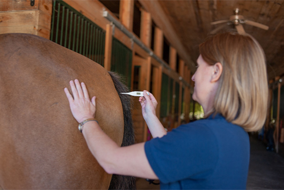 A veterinarian taking a horse's rectal temperature with a thermometer. 
