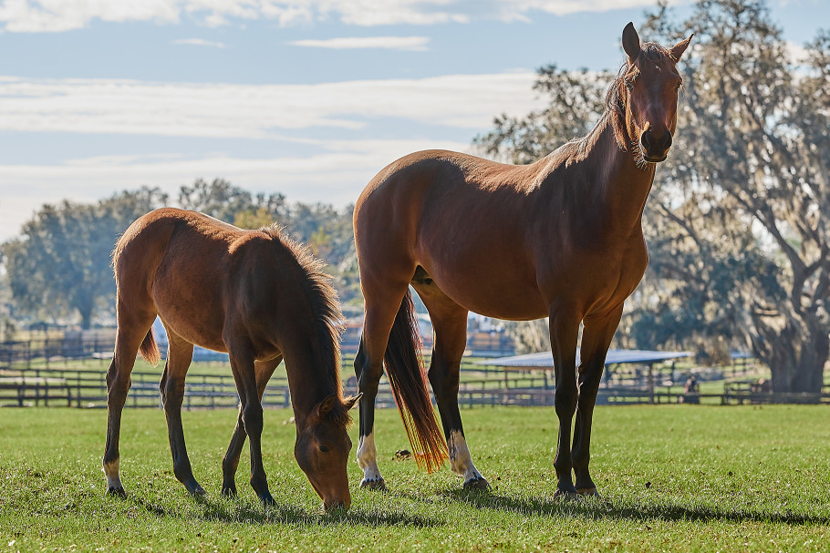 mare and foal grazing in pasture