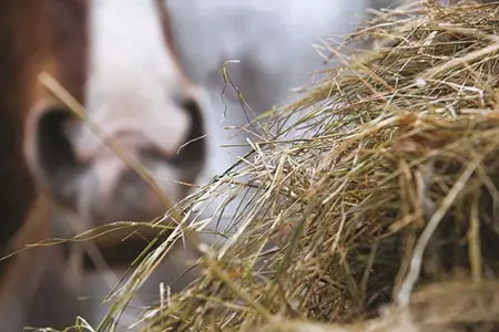 A close-up view of long stemmed hay, with a horse's nose in the background.