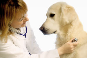 Dealing with Canine Cancer