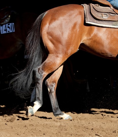 clicking hock joint in horse cantering