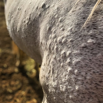 Hives on a grey horse's skin