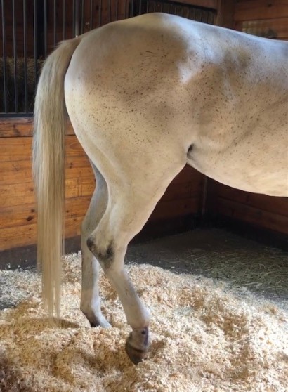 A horse holding up his right hind leg showing signs of pain from a bout of cellulitis.