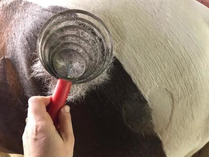 spiral curry comb for shedding horse hair on hindquarters
