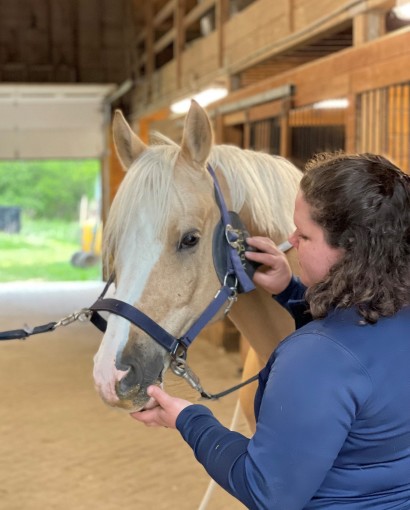 A palomino pony having PEMF therapy through a magna wave device on her cheek. 