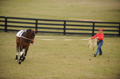 Q&A with Team SmartPak Rider Lynn Palm: How to Longe and Long Line a Horse