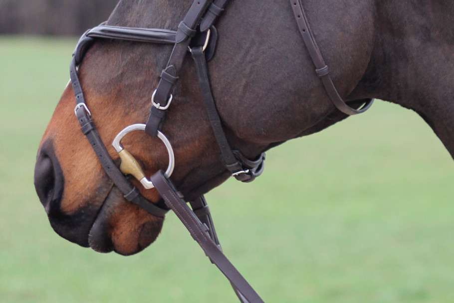 Horse wearing a bridle with an eggbutt bit.