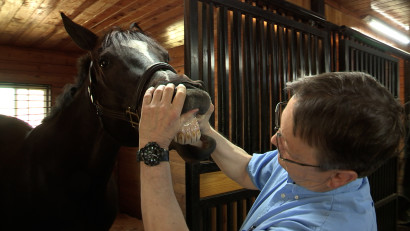 checking horses teeth during physical exam 