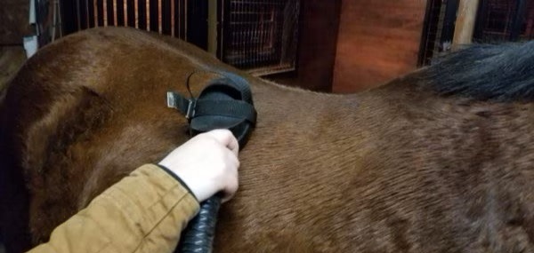 A person vacuum grooming a horse's back.