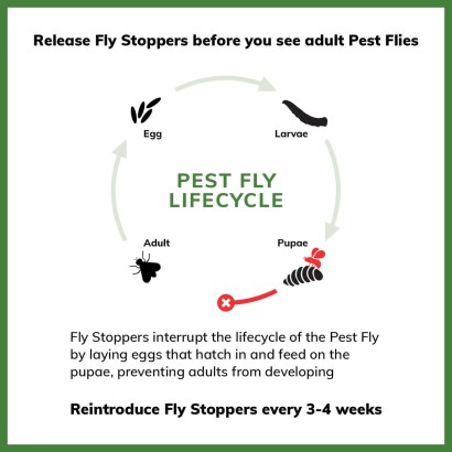 Infographic on the life cycle of pests and how fly stoppers control bugs.