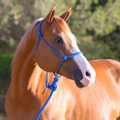 A chestnut horse in a blue rope halter