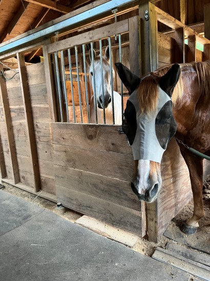 Chestnut horse wearing SP Comfort Fly Mask in barn next to grey horse in stall