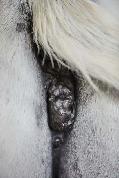 close up of melanomas on horses anus underneath the tail.