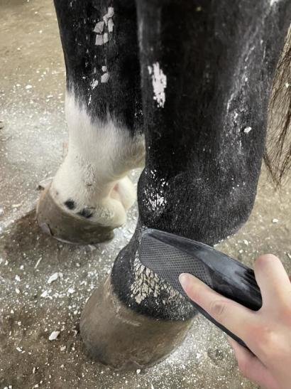 bettys best strip hair gentle groomer getting mud off horses leg