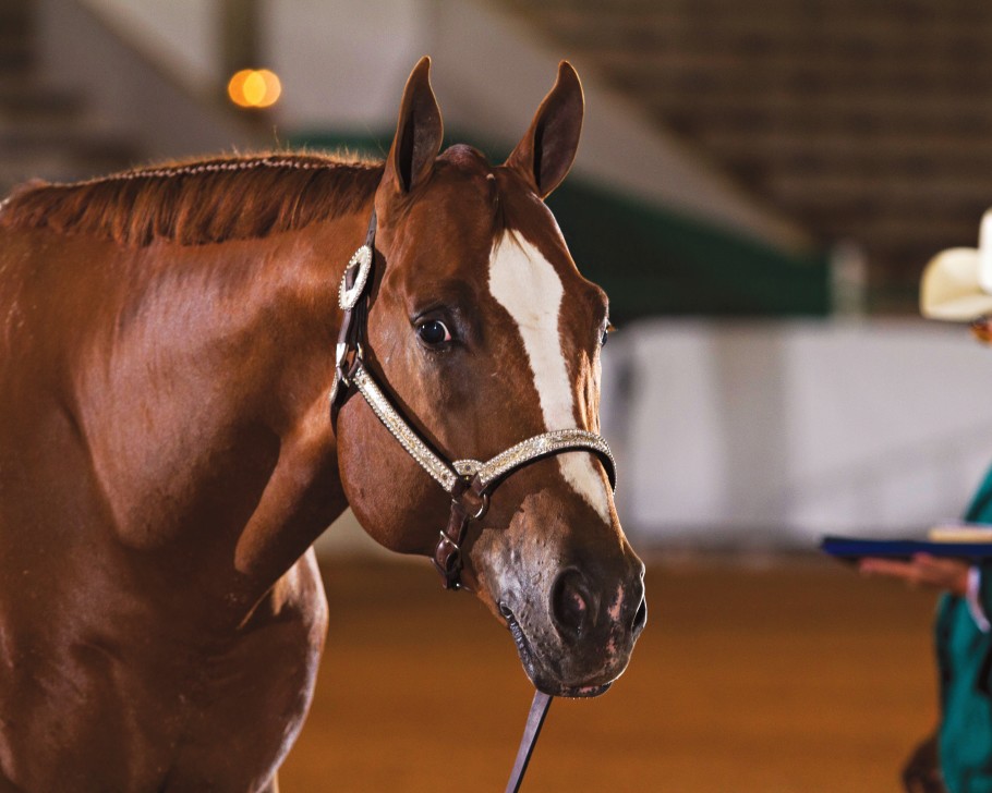 Chestnut western halter show horse at competition.