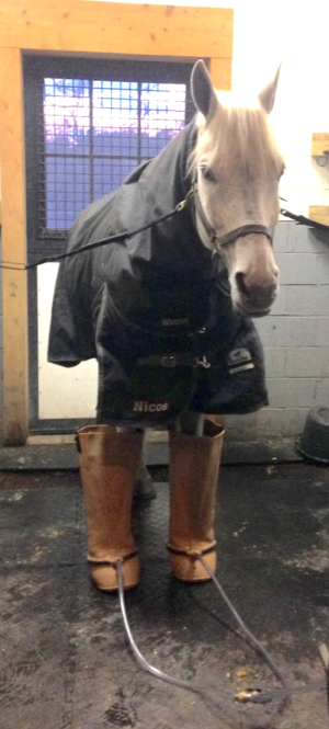 A horse standing with his front legs immersed in ice water boots.