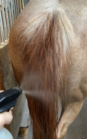 Roan horse's tail being sprayed with tail moisturizer
