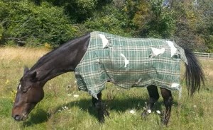 horse wearing a blanket with ripped patches