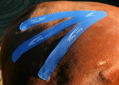 equitape on horses hindquarters