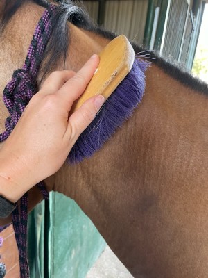 Using a stiff brush to clean a horse's neck.