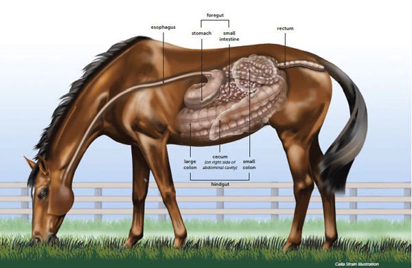 parts of the horses digestive system