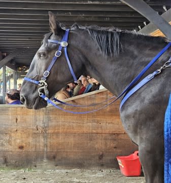 Draft horse Victor in blue bitless bridle before joust