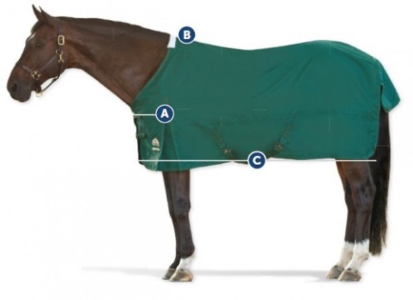 graphic of areas to evaluate blanket fit on a horse
